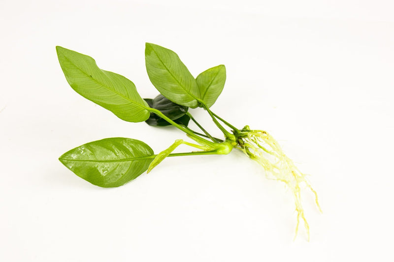 Anubias Nana Aquatic Plant - Buce Plant