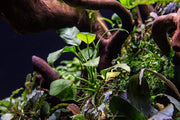 Anubias Nana Aquatic Plant - Buce Plant