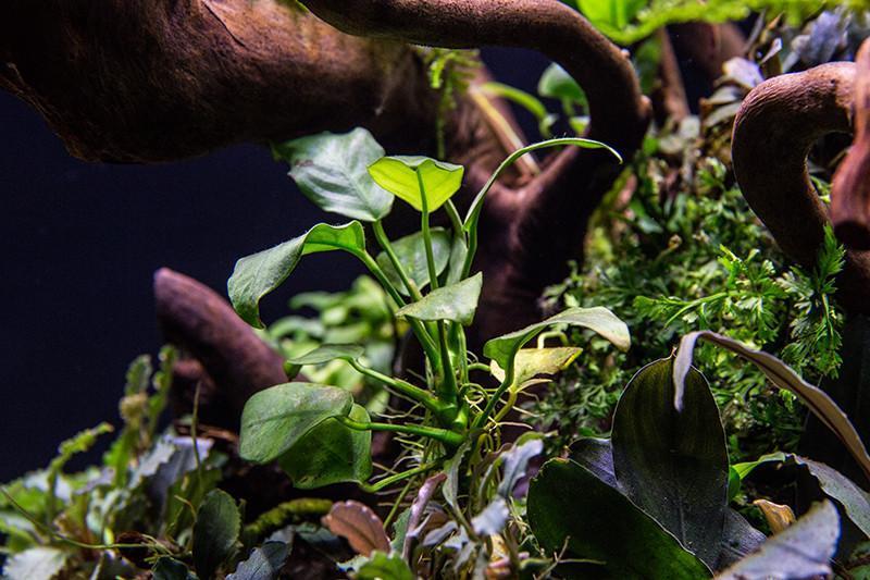 Anubias Nana Aquatic Plant - Buce Plant