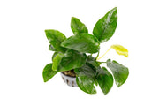 Anubias Nana Aquatic Plant - Buce Plant