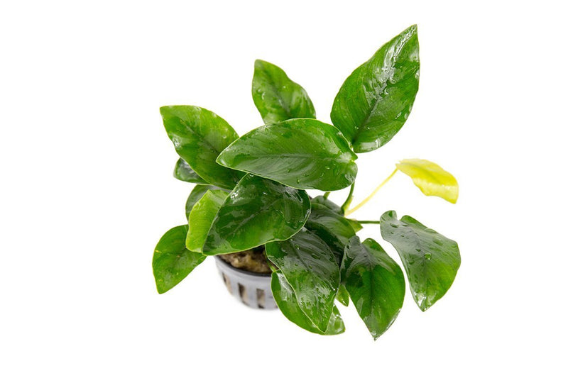 Anubias Nana Aquatic Plant - Buce Plant