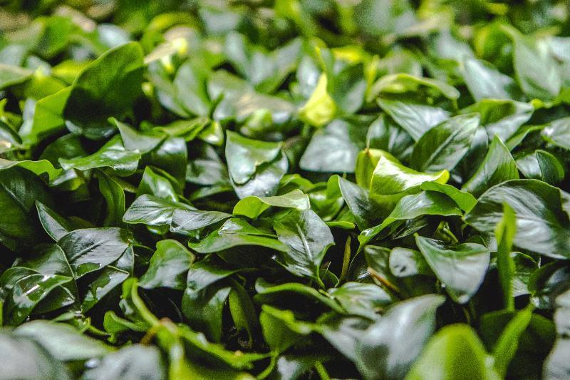 Anubias Nana Aquatic Plant - Buce Plant