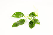 Anubias Nana Aquatic Plant - Buce Plant