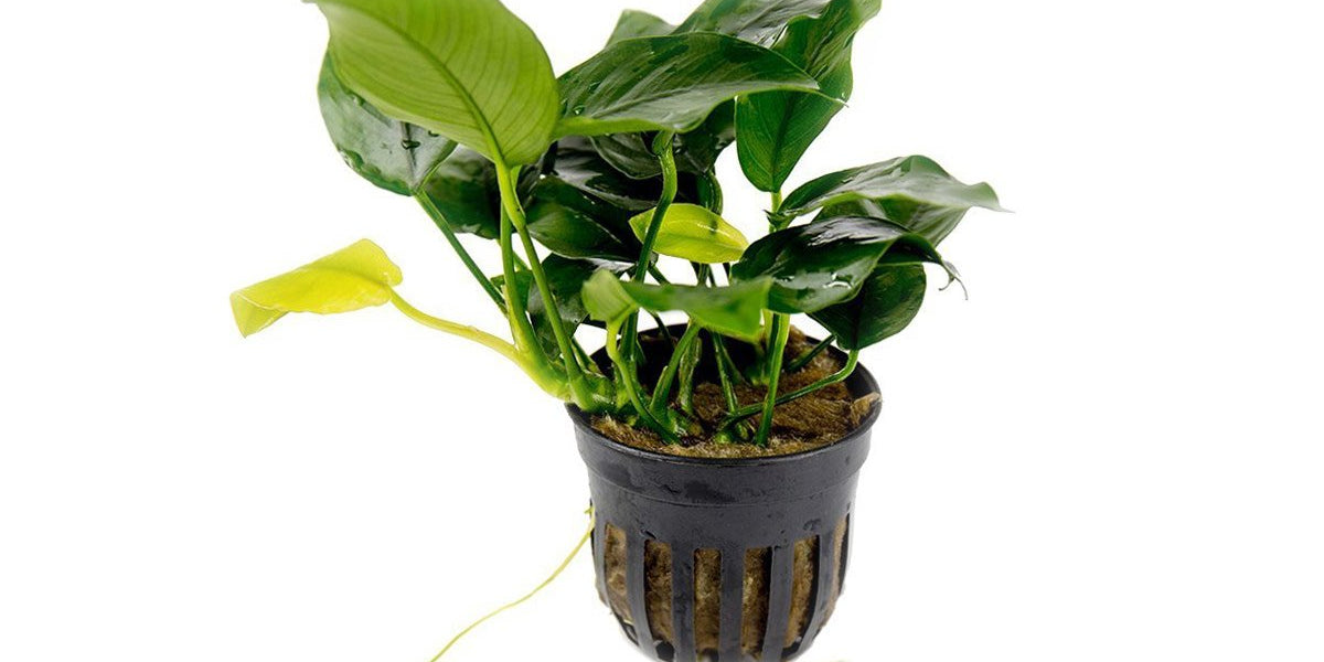 Maalavya Live Aquatic Plant Anubias Nana (15 to 20 Leaves) With Pot