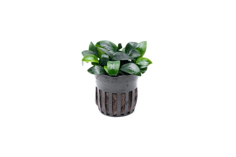 Healthy Anubias Nana Bonsai aquatic plant from CPA with broad green leaves, ideal for freshwater aquariums.