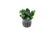Healthy Anubias Nana Bonsai aquatic plant from CPA with lush green leaves, ideal for freshwater aquariums.