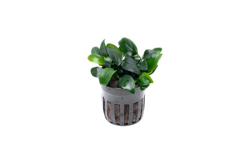 Healthy Anubias Nana Bonsai aquatic plant from CPA with lush green leaves, ideal for freshwater aquariums.