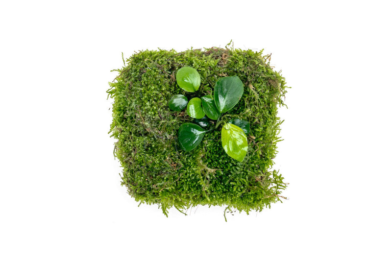 Aquatic plant mat featuring Anubias Nana and Christmas Moss by ACW, suitable for freshwater aquariums.