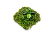 Aquatic plants Anubias Nana and Christmas Moss on Foresta Mat, ideal for freshwater aquariums, by ACW.