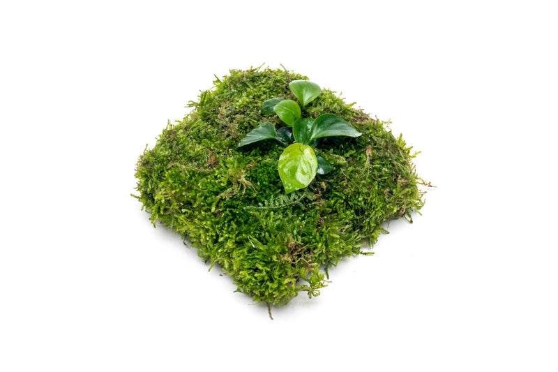 Aquatic plants Anubias Nana and Christmas Moss on Foresta Mat, ideal for freshwater aquariums, by ACW.