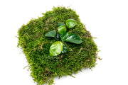Aquatic plant mat featuring Anubias Nana and Christmas Moss by ACW, suitable for freshwater aquariums, shown on Foresta Mat.