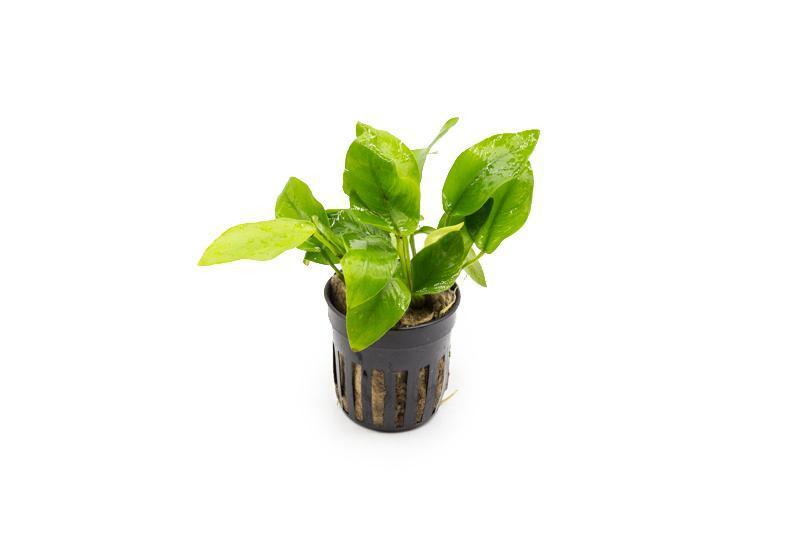 Golden Anubias Nana aquatic plant by CPA with vibrant yellow-green leaves suitable for freshwater aquariums.