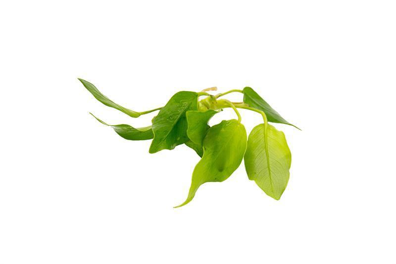 Bright yellow Anubias Nana Golden aquatic plant from CPA, showcasing its lush, vibrant leaves suitable for freshwater aquariums.