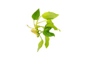 Healthy Anubias Nana Golden aquatic plant from CPA with vibrant golden leaves, suitable for freshwater aquariums.