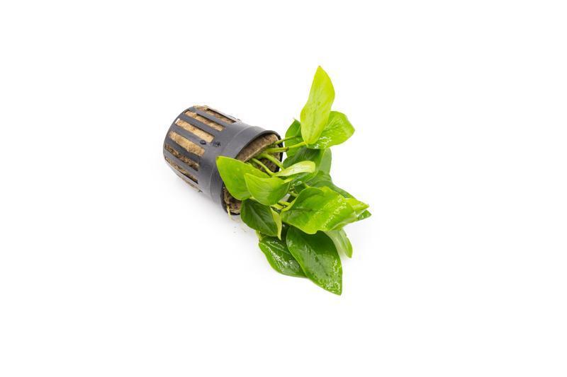 Golden Anubias Nana aquatic plant from CPA with vibrant yellow-green leaves suitable for freshwater aquariums.