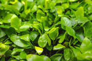 Healthy Anubias Nana Golden aquatic plant from CPA with vibrant golden leaves suitable for freshwater aquariums.