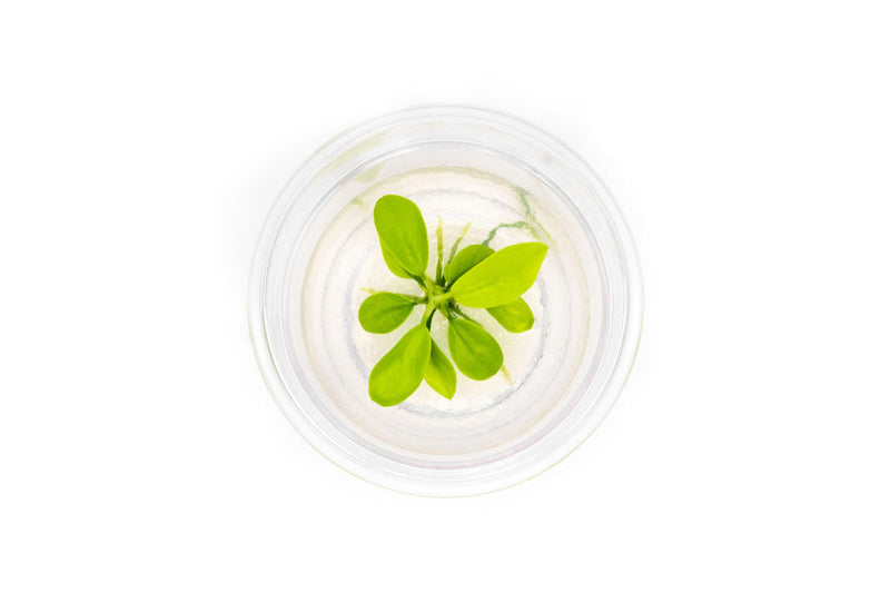 Anubias Nana Golden Tissue Culture Aquatic Plant - Buce Plant