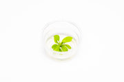 Anubias Nana Golden Tissue Culture Aquatic Plant - Buce Plant