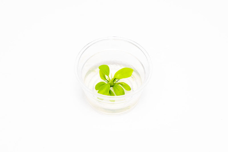 Anubias Nana Golden Tissue Culture Aquatic Plant - Buce Plant
