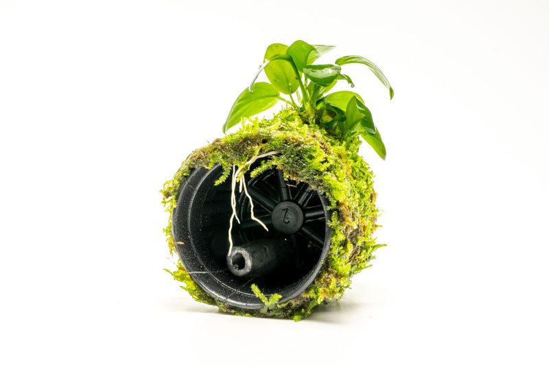 Anubias Nana aquatic plant on Christmas Moss Tower, showcased in a natural underwater scene. Brand ACW.