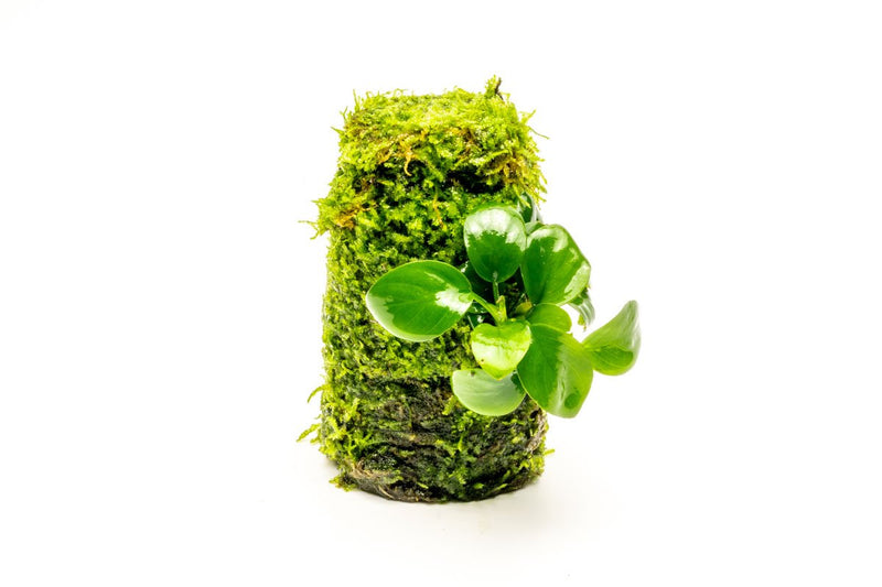 Aquatic plant display with Anubias Nana attached to Christmas Moss Tower, ideal for freshwater aquarium decoration.