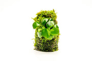 Anubias Nana aquatic plant mounted on Christmas moss tower, suitable for freshwater aquariums, by ACW.