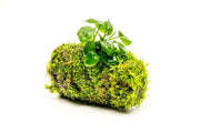 Anubias Nana attached to a Christmas Moss Tower, aquatic plant by ACW, suitable for freshwater aquariums.