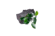 Anubias Nana aquatic plant attached to driftwood, healthy green leaves, suitable for freshwater aquariums.