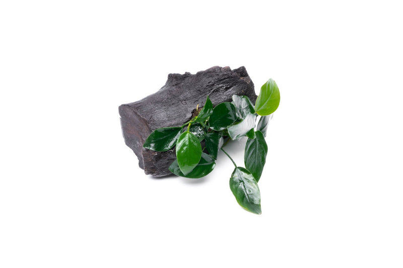 Anubias Nana aquatic plant attached to driftwood, healthy green leaves, suitable for freshwater aquariums.