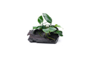 Anubias Nana aquatic plant attached to driftwood, displayed in a freshwater aquarium for lush underwater decoration.