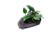 Anubias Nana aquatic plant attached to driftwood, perfect for freshwater aquariums, by CPA.