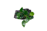 Anubias Nana aquatic plant attached to driftwood, suitable for freshwater aquariums, by CPA.