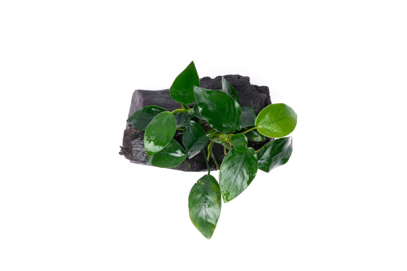 Anubias Nana aquatic plant attached to driftwood, suitable for freshwater aquariums, by CPA.