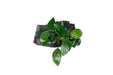 Anubias Nana on Driftwood