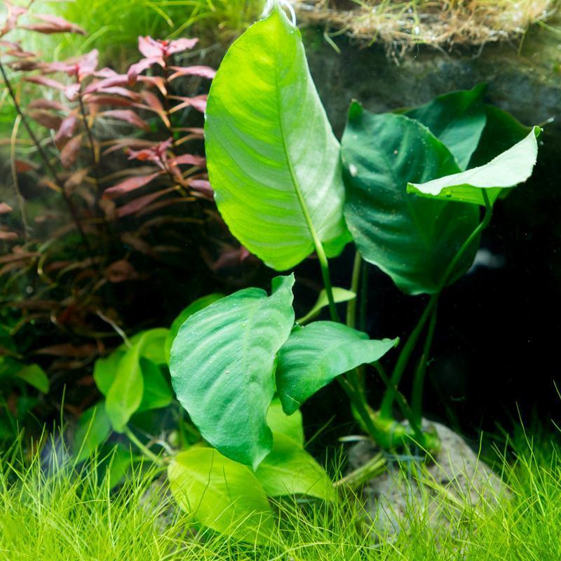 Aquatic plant Anubias Nana attached to a stone, suitable for freshwater aquariums, by IS.
