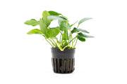Healthy Anubias Nana Paxing aquatic plant from CPA with broad green leaves, ideal for freshwater aquariums.