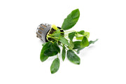 Healthy Anubias Nana Paxing aquatic plant from CPA with broad green leaves suitable for freshwater aquariums.