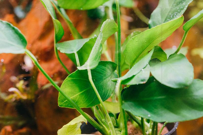 Healthy Anubias Nana Paxing aquatic plant from CPA with broad green leaves suitable for freshwater aquariums.