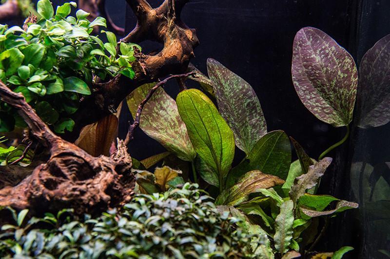 Anubias Nana Petite Aquatic Plant - Buce Plant
