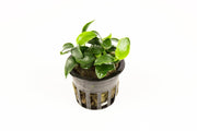 Anubias Nana Petite Aquatic Plant - Buce Plant