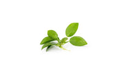 Anubias Nana Petite Aquatic Plant - Buce Plant