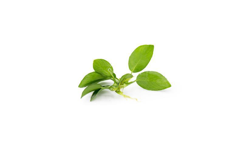 Anubias Nana Petite Aquatic Plant - Buce Plant