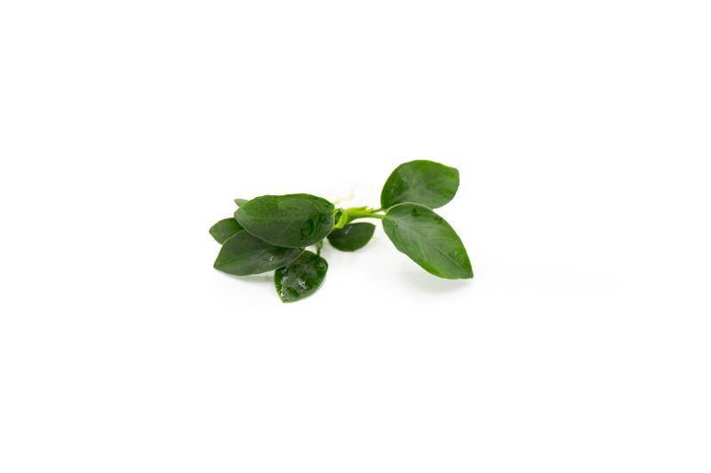 Anubias Nana Petite Aquatic Plant - Buce Plant