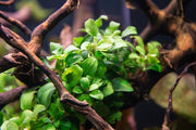 Anubias Nana Petite Aquatic Plant - Buce Plant