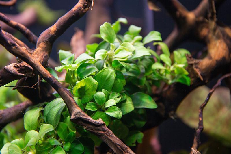 Anubias Nana Petite Aquatic Plant - Buce Plant