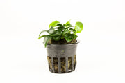 Anubias Nana Petite Aquatic Plant - Buce Plant