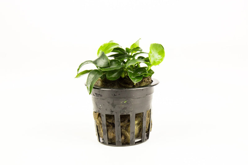 Anubias Nana Petite Aquatic Plant - Buce Plant