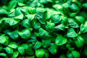 Anubias Nana Petite Aquatic Plant - Buce Plant