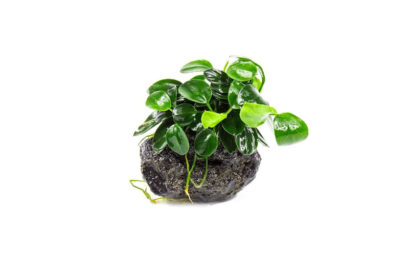 Anubias Nana Petite aquatic plant attached to a lava stone, ideal for freshwater aquariums, by CPA.