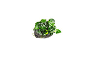 Anubias Nana Petite aquatic plant mounted on lava stone, suitable for freshwater aquariums, by CPA.